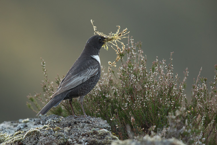 Ring Ouzel (Turdus torquatus) perched with nesting material, Scotland